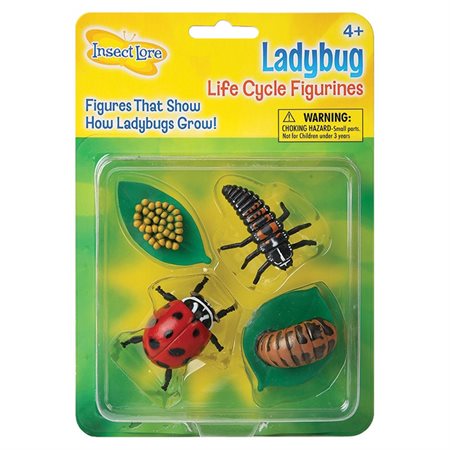 Life Cycle Stages, Ladybug