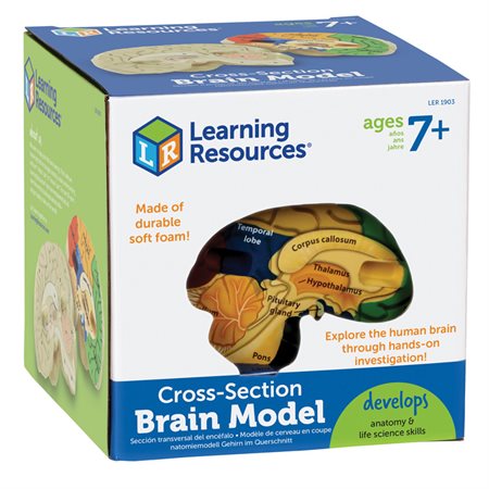 Cross-Section Human Brain Model