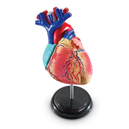 Anatomy Models, Heart