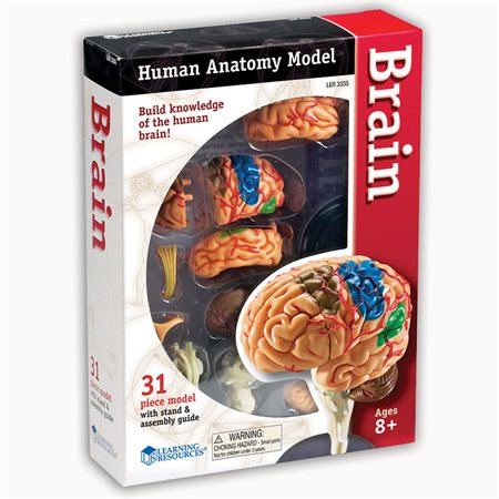 Anatomy Models, Brain