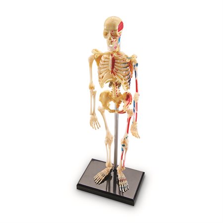 Anatomy Models, Skeleton