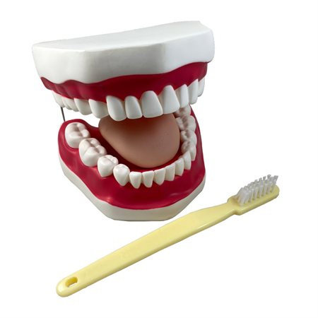 Oral Hygiene Model w / Key
