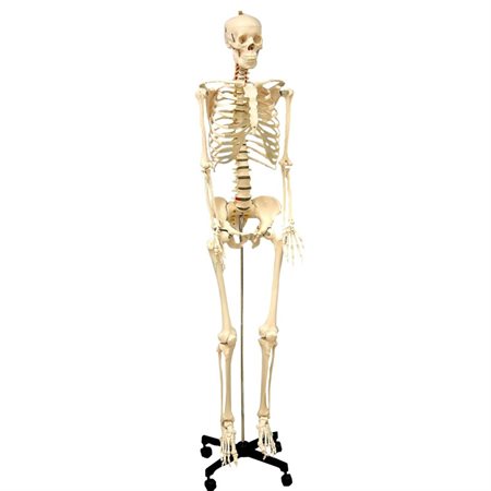 Life Size Human Skeleton Model