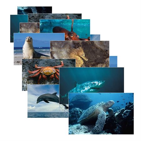 Sea Life Poster Set