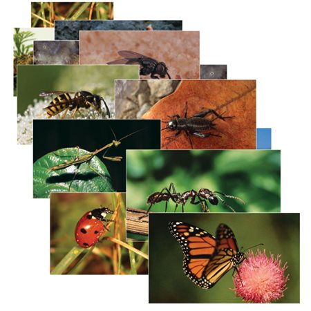 Insects Poster Set