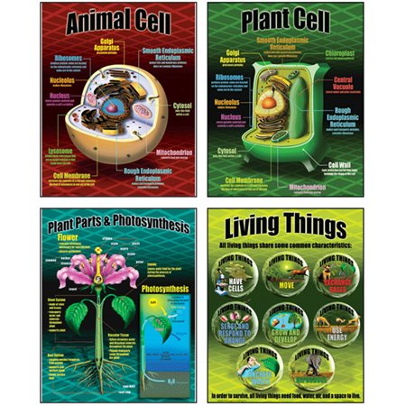 Life Science Poster Set